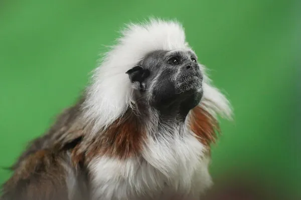 Een Close Shot Van Een Cotton Top Tamarin Een Wazige — Stockfoto