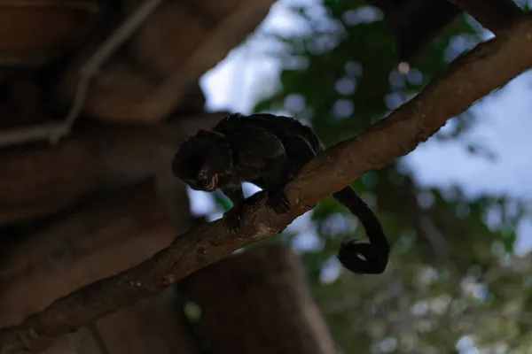 Primer Plano Del Mono Goeldi Una Rama Árbol Zoológico Luz —  Fotos de Stock