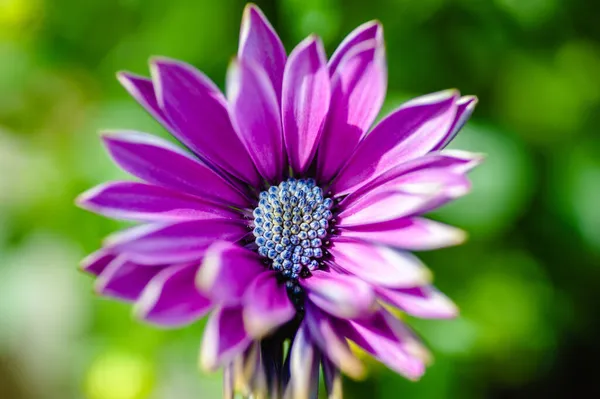 Närbild Vacker Lila Afrikansk Tusensköna Blomma — Stockfoto