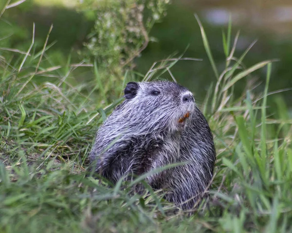 Horizontal photo of Amerrican nutria (myocastor coypus)