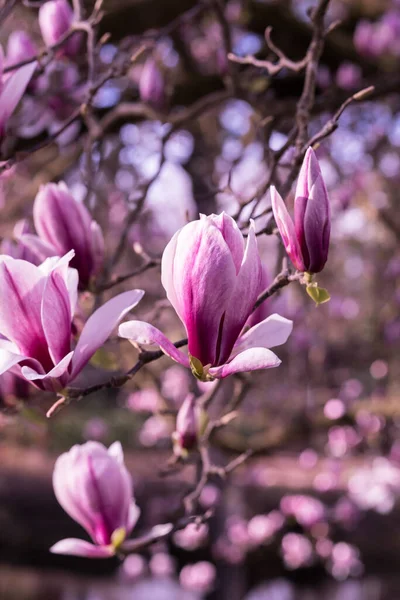 Selective Closeup Blooming Tree — Stock Photo, Image