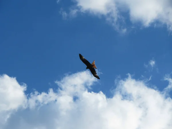 Een Havik Die Lucht Vliegt Met Wolken — Stockfoto