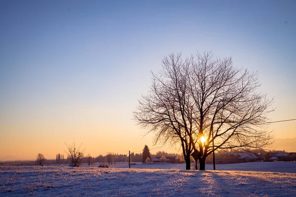 Une Belle Vue Sur Lever Soleil Travers Les Arbres Sans — Photo