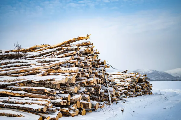 Zimní Krajina Hromadou Nasekaných Klád Pokrytých Sněhem — Stock fotografie