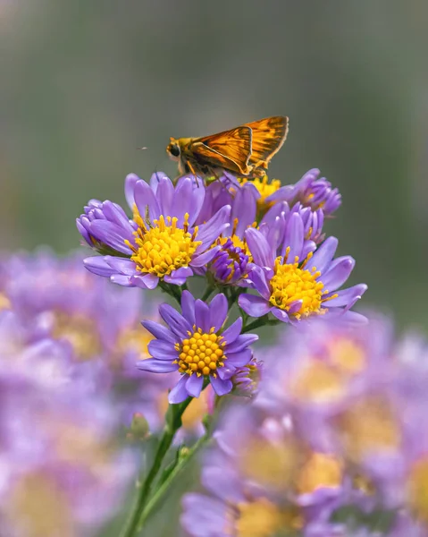 Une Mise Point Douce Papillon Orange Sur Bouquet Fleurs Violettes — Photo