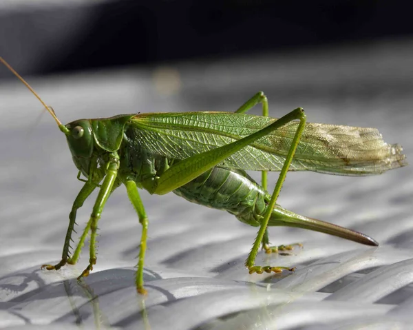 Photo Macro Green Grasshopper Tettigonia Viridissia — Φωτογραφία Αρχείου