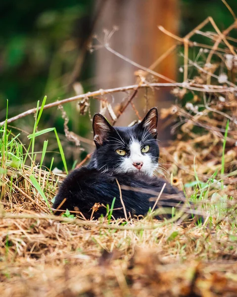 Eine Vertikale Aufnahme Der Schwarzen Katze Die Gras Liegt — Stockfoto