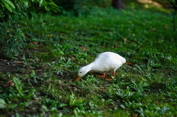 Vacker Bild Vit Söt Anka Som Äter Från Gräset Trädgården — Stockfoto