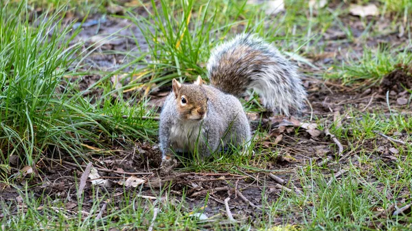 Söt Ekorre Gräset — Stockfoto