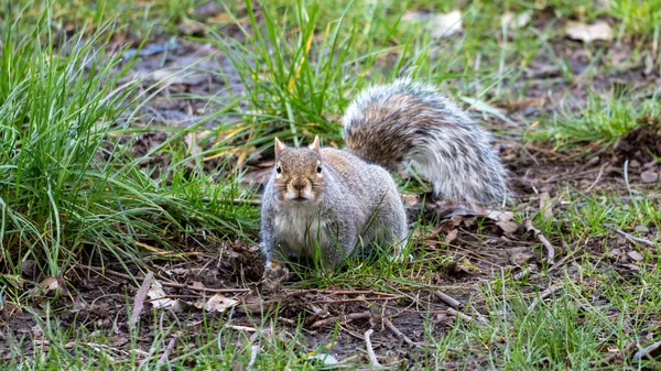 Gros Plan Écureuil Mignon Sur Herbe — Photo