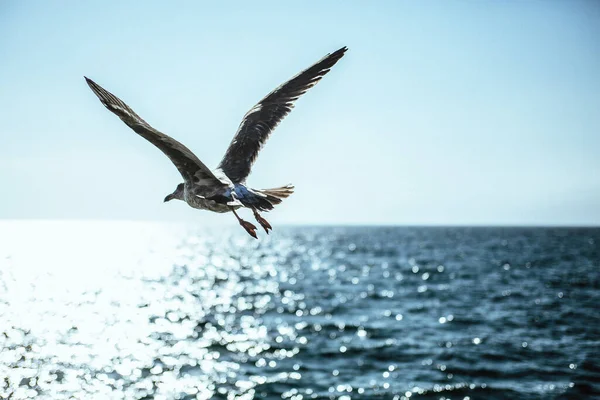 Beautiful View Seagull Flight Sea Sunny Day — Stock Photo, Image