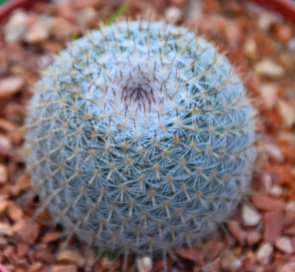 Une Belle Plante Cactus Dans Pot — Photo