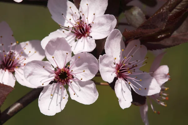 Blossoms Blood Plum Tree Garden — Stock Photo, Image