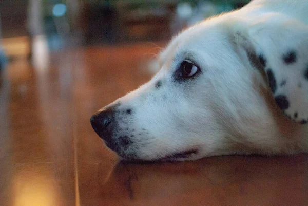 Ένα Κοντινό Πλάνο Ενός Χαριτωμένου Δαλματίου Σκύλου Ξαπλωμένου — Φωτογραφία Αρχείου