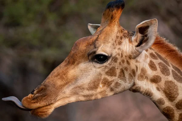 Primer Plano Cabeza Una Jirafa Zoológico — Foto de Stock