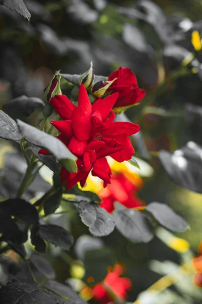 Primer Plano Vertical Una Rosa Roja Floreciendo Jardín —  Fotos de Stock