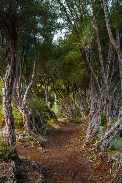 Ścieżka Przez Stare Gęste Drzewa Lesie Madery Portugalii — Zdjęcie stockowe