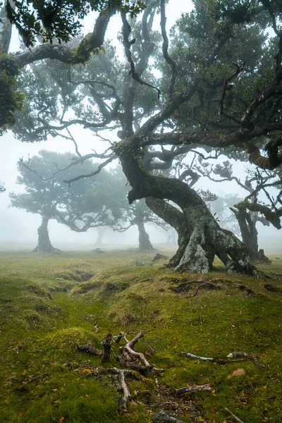 Порослі Старі Дерева Туманному Лісі Мадейра Португалія — стокове фото
