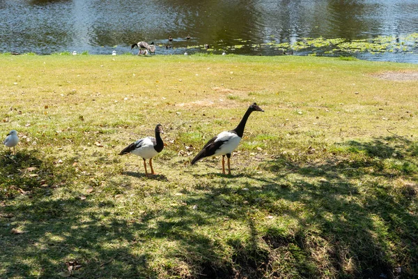 Beau Plan Oiseaux Dans Jardin — Photo