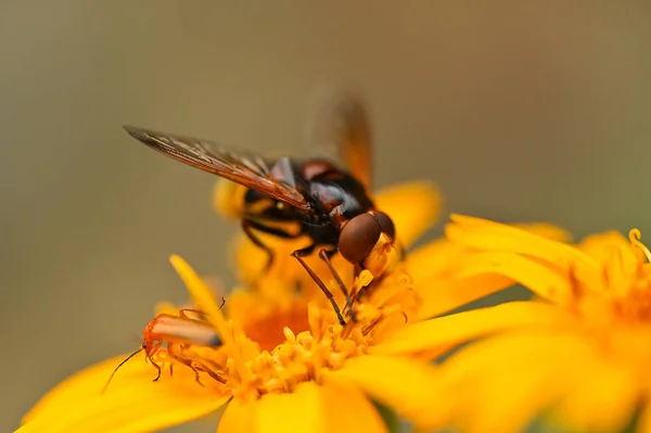 Крупный План Пчелы Цветке Вынимающей Нектар — стоковое фото