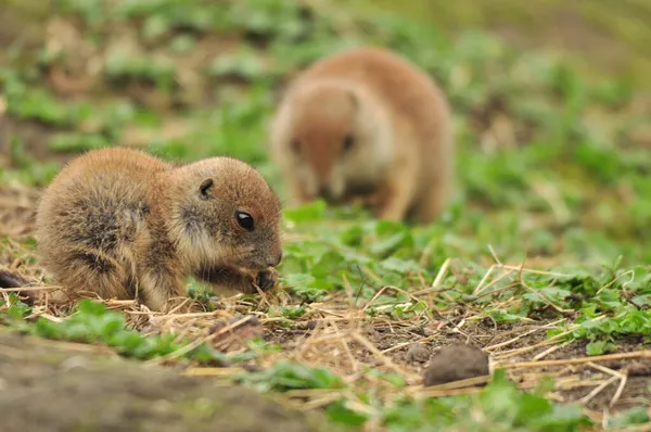 荷兰鹿特丹动物园一只小松鼠的特写镜头 — 图库照片
