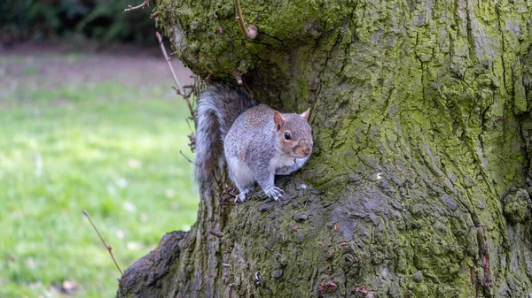 Cute Squirrel Sitting Tree Trunk — Stock Photo, Image