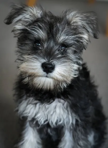 Seletivo Uma Miniatura Schnauzer — Fotografia de Stock