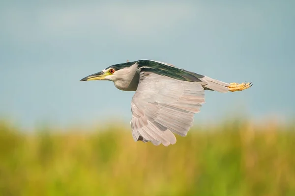 Grande Pássaro Garça Voando Parque — Fotografia de Stock