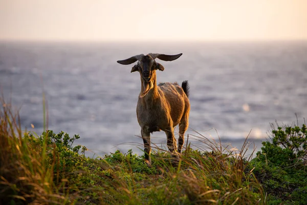 Alpine Ibex Perched Hill Sea — Stock Photo, Image