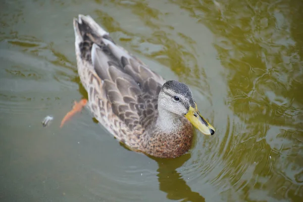 Ein Malerischer Blick Auf Eine Ente Die Friedlich Auf Dem — Stockfoto