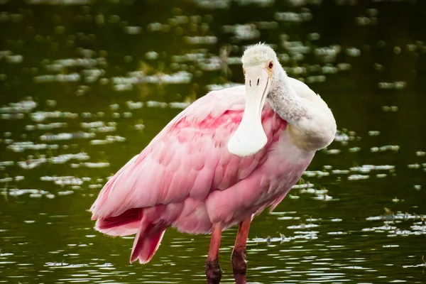 Roseate Spoonbill Bird Perched Green Lake — Stock Photo, Image