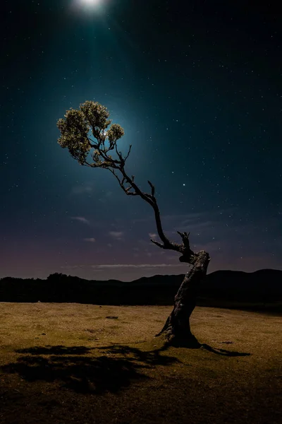 Pionowe Ujęcie Pojedynczego Małego Drzewa Polu Pod Nocnym Gwiaździstym Niebem — Zdjęcie stockowe