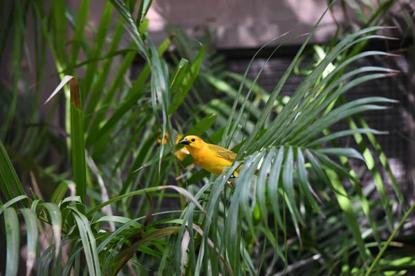 Hermoso Pájaro Canario Posado Sobre Hojas Helecho Verde —  Fotos de Stock