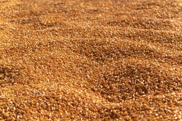 Primer Plano Grano Maíz Seco Enorme Recipiente Bajo Las Luces —  Fotos de Stock