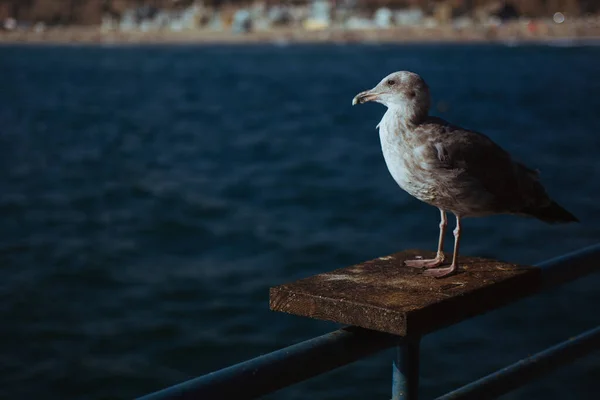 Primer Plano Una Gaviota Gris Superficie Metálica Oxidada Las Barandillas — Foto de Stock