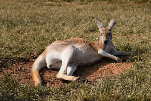 Canguro Gris Oriental Desierto — Foto de Stock