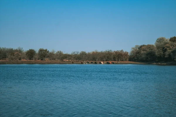 湖畔に森のある青い湖 — ストック写真