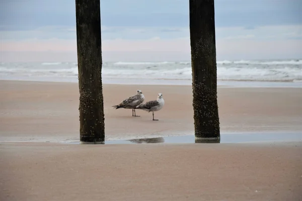 Two Seagulls Beach Splashing Sea Waves Background — Stock Photo, Image