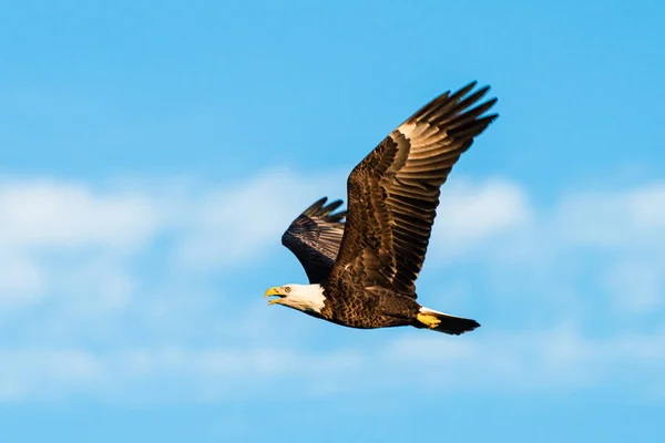 Hermoso Disparo Majestuoso Águila Calva Volando Cielo —  Fotos de Stock