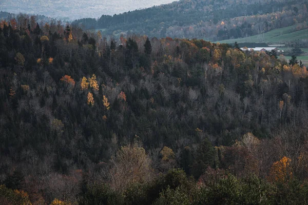 Красивый Пейзаж Зеленых Лесных Деревьев Дог Маунтин Сент Джонсбери Вирджиния — стоковое фото