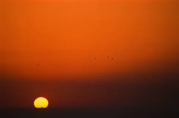 Une Belle Vue Sur Coucher Soleil Orange Des Oiseaux Planant — Photo