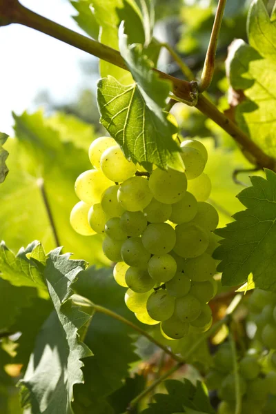 Селективный Фокус Снимок Зеленого Винограда Винограднике — стоковое фото
