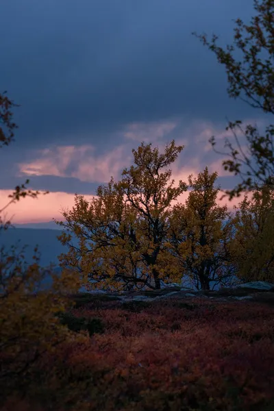 Вертикальный Снимок Осеннего Пейзажа Деревьями Солнце — стоковое фото