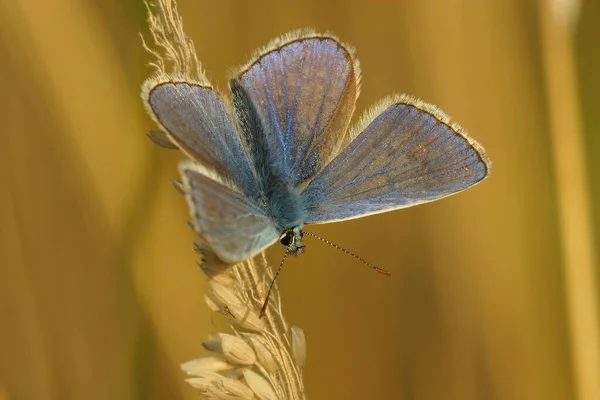 Colorido Ícaro Azul Polyommatus Icarus Con Alas Abiertas Para Tomar — Foto de Stock
