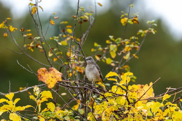 Zbliżenie Ptaka Drzewie Żółtymi Liśćmi Szlaku Przyrody Bagnie Żurawiny — Zdjęcie stockowe