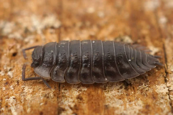 Close Een Gewone Glanzende Bosmuis Osnicus Assellus Een Stuk Hout — Stockfoto