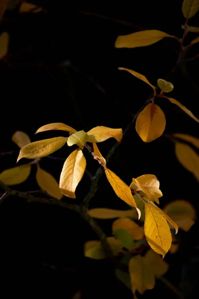 Plan Vertical Une Branche Arbre Automne Aux Feuilles Jaunes Nuit — Photo