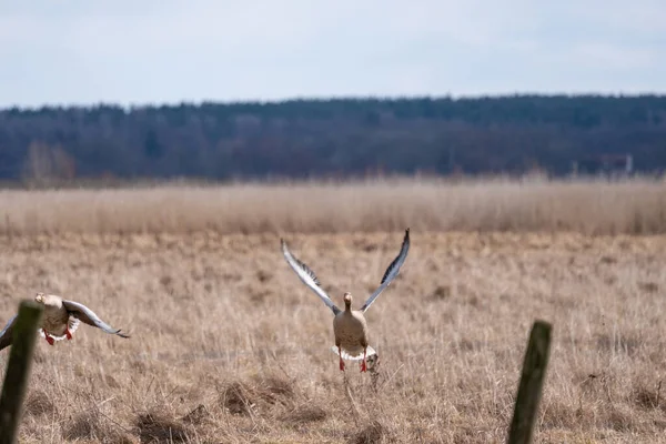 A crane flying over a field of dry grass