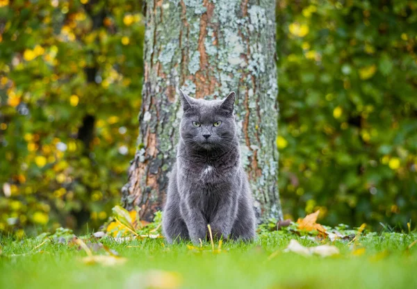 Sonbahar Parkında Güzel Bir Rus Mavi Kedisi — Stok fotoğraf