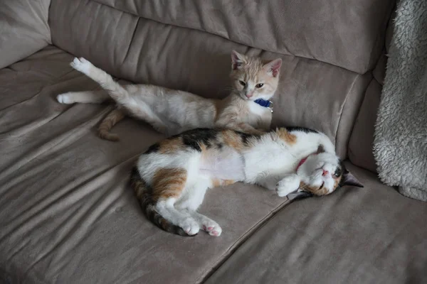 Zwei Entzückende Hauskatzen Auf Einer Couch — Stockfoto